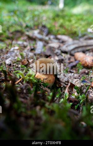 Un piccolo, giovane fungo di Neoboletus luridiformis commestibile cresce in un muschio in una foresta. Tappo marrone-baia, pori rossi e stelo giallo punteggiato rosso. Foto Stock