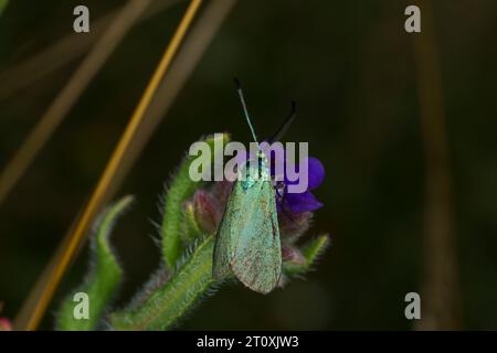 Žalys Adscita statices Family Zygaenidae genus Adscita Green Forester falena natura selvaggia fotografia di insetti, foto, carta da parati Foto Stock