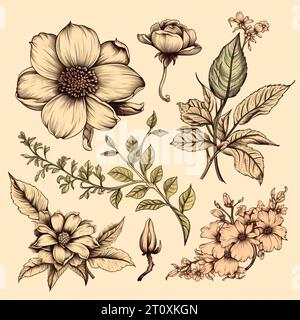 Disegni in bianco e nero di fiori e piante, disegni a mano - immagine Foto Stock