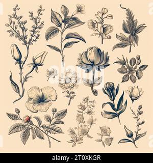 Disegni in bianco e nero di fiori e piante, disegni a mano - immagine Foto Stock