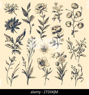 Disegni in bianco e nero di fiori e piante, disegni a mano - immagine Foto Stock