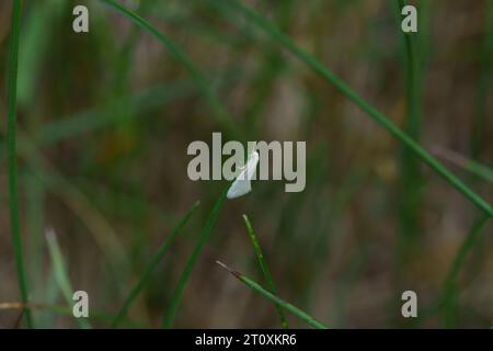 Baltoji elachista Elachista argentella famiglia Elachistidae genus Elachista Swan, falena nana di piume natura selvaggia, fotografia di insetti, foto, carta da parati Foto Stock