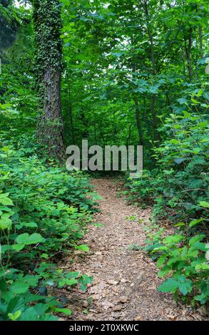 Sentiero stretto che attraversa una fitta foresta in primavera Foto Stock