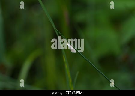 Baltoji elachista Elachista argentella famiglia Elachistidae genus Elachista Swan, falena nana di piume natura selvaggia, fotografia di insetti, foto, carta da parati Foto Stock