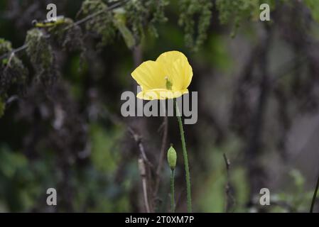 Yellow Welsh Poppy (Meconopsis cambrica) Single Stem with Bud Lower Down to Left, preso nel Mid-Wales (Regno Unito) a ottobre Foto Stock