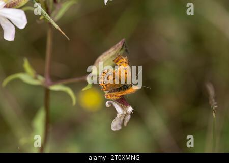 Čiobrelinis auksinukas Lycaena alciphron famiglia Lycaenidae genere Lycaena farfalla di rame a colpo di viola con ali danneggiate carta da parati di insetti selvatici, Foto Stock