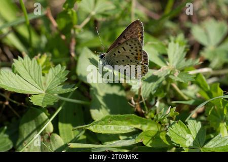 Čiobrelinis auksinukas Lycaena alciphron famiglia Lycaenidae genere Lycaena farfalla di rame viola fotografia di insetti natura selvaggia, foto, wallpap Foto Stock