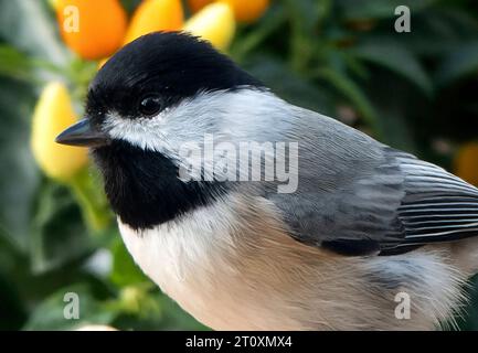 Un primo piano Chickadee con il cappuccio nero. Foto Stock