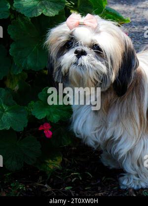 Carino cane di razza shih tzu Foto Stock