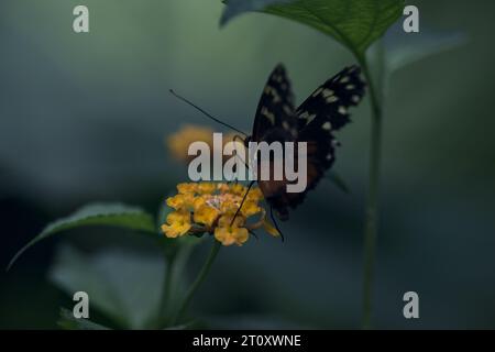 Butterlfy su un fiore visto da vicino Foto Stock