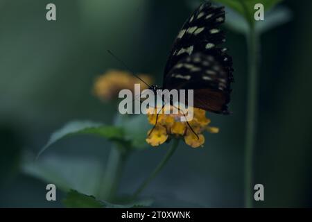 Butterlfy su un fiore visto da vicino Foto Stock