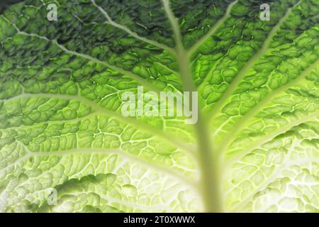 Immagine macro della consistenza grezza della foglia di cavolo savoy. Sfondo verde foglia di cavolo savoy. Foto Stock