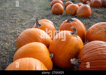 Primo piano delle zucche in una toppa di zucca Foto Stock