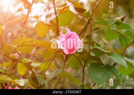 Cespuglio da giardino autunnale con fiore rosa di fine stagione da vicino con le spine Foto Stock