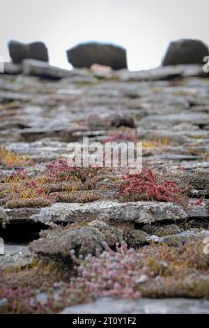 Concentrazione selettiva di licheni e muschi su un tetto di ardesia nera, villaggi dell'area di architettura nera a Valverde de los Arroyos, Guadalajara, Spagna, V Foto Stock