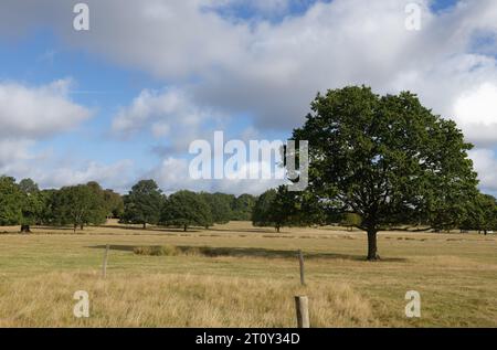 Il singolo albero nel campo volante a Richmond Park, Londra, Inghilterra Foto Stock
