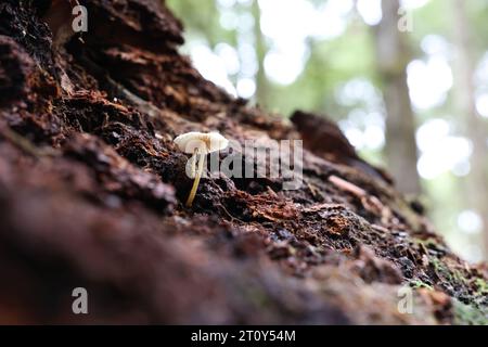 Guardando verso l'alto un piccolo fungo o un fungo leggermente colorato che germoglia da un tronco caduto in decadenza nella foresta e nella natura selvaggia della Tasmania. Foto Stock