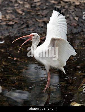 Vista ravvicinata dell'uccello bianco Ibis sull'acqua urlando o cantando con un becco aperto, con ali spalmate, piumaggio di piume bianche, corpo, testa, occhio. Foto Stock