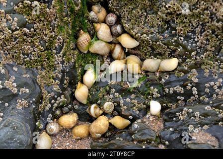 Cuccioli di cani su roccia ricoperta di barnaccoli Foto Stock