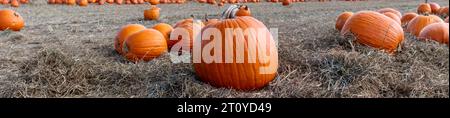 Zucche in una toppa di zucca. Banner a tema autunnale Foto Stock