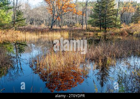 Area della diga di Birch Hill a Royalston, Massachusetts Foto Stock