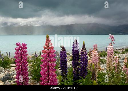Lago Pukaki con lupini, Parco Nazionale del Monte Cook, sito Patrimonio dell'Umanità dell'UNESCO. Regione di Canterbury, Isola del Sud, nuova Zelanda Foto Stock