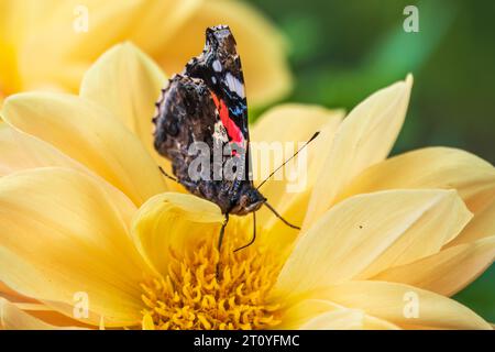 La farfalla dell'ammiraglio rosso indiano raccoglie il nettare su un primo piano di fiori gialli. Vanessa vulcania Foto Stock