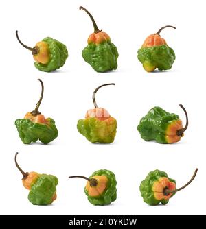 set di peperoncini habanero colorati, chinense di capsicum, tipo di peperoni caldi con pelle rugosa o conchigliata, noti per la loro intensa speziatura Foto Stock