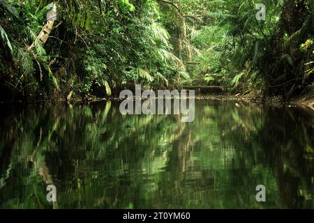 Riflesso dell'ecosistema fluviale tropicale sulla superficie dell'acqua, una vista del fiume Cigenter nell'isola di Handeuleum, una parte del Parco Nazionale di Ujung Kulon, l'unica e l'unica casa per il rinoceronte di Giava in pericolo critico (Rhinoceros sondaicus), che si trova a Pandeglang, Banten, Indonesia. In Indonesia, "la gestione dei parchi nazionali era ancora inefficace. Queste cose sono dovute al dilagante disboscamento illegale, all'invasione delle foreste, al bracconaggio, al pascolo illegale del bestiame e ad altri cambiamenti nell'uso del suolo, che possono portare al degrado dell'ecosistema forestale", hanno scritto Renny Indira Anggraini e Budhi Gunawan... Foto Stock