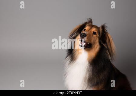 Ritratto di un cane da pastore shetland Foto Stock