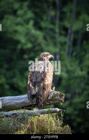 Giovane aquila calva arroccata su un tronco con alberi sullo sfondo, Khutze River, Khutze Inlet, British Columbia, Canada Foto Stock