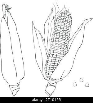 Set di illustrazioni vettoriali disegnate a mano per granturco. Oggetto isolato in stile vegetale inciso. Prodotto del mercato agricolo. Ottimo per il menu, l'icona, il mais biodegradabile Illustrazione Vettoriale