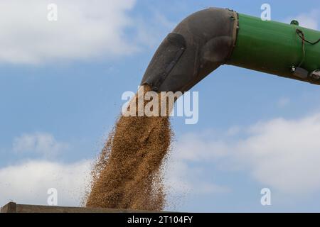 La trebbiatrice scarica il grano sullo sfondo del cielo con le nuvole. primo piano. Foto Stock