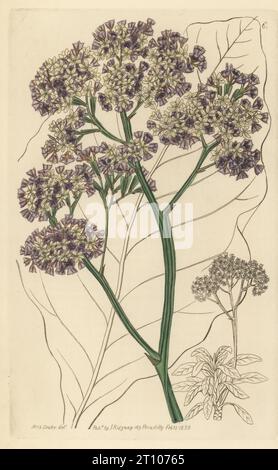 limonio d'albero, lavanda di mare o siempreviva, Limonio arboreum. Originario delle Isole Canarie, importato dai vivai Lucombe, Pince e Co Statice degli alberi, Statice arborea. Incisione a mano su lastra di rame dopo un'illustrazione botanica di Sarah Drake da Edwards' Botanical Register, a cura di John Lindley, pubblicato da James Ridgway, Londra, 1839. Foto Stock