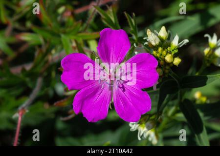 Fiori viola di maculatum di geranio selvatico primo piano. Natura primaverile, giardino primaverile. Maculatum di geranio, il geranio selvatico è una pianta perenne natale a. Foto Stock