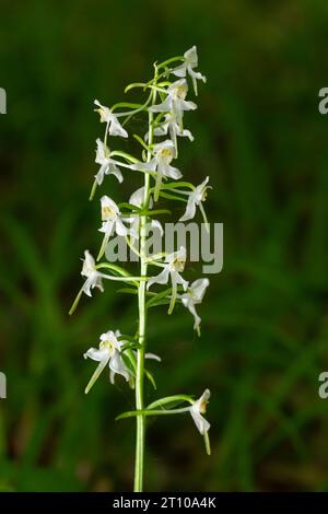 Butterfly-orchidea minore - Platanthera bifolia, bella pianta bianca fiorita da prati e paludi europei. Foto Stock