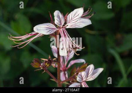 Cespuglio, Dictamnus albus. Dittamnus è un genere di piante della famiglia Rutaceae. Foto Stock