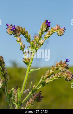 Anchusa officinalis, comunemente nota come il comune lucido o alcanet con sfondo verde. Foto Stock