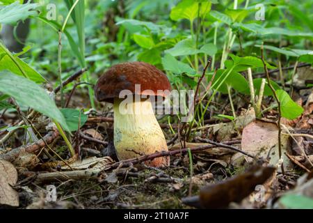 Esempio di baie bolete - Imleria badia, SYN.: Boletus badius, Xerocomus badius. Foto Stock