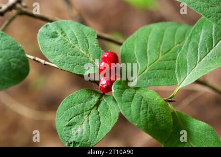 Festive Holiday Honeysuckle Branch con Red Berries Lonicera xylosteum. Foto Stock