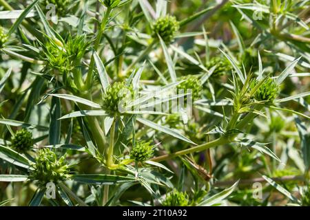 Dettagli di campo eryngo o Eryngium campestre che crescono in una zona naturale. Foto Stock