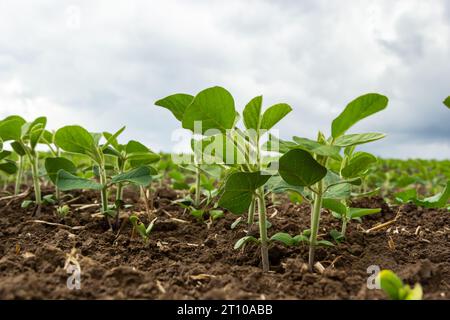 Primo piano di foglie di soia in un campo di piante giovani. Colture giovani di colture agricole. Messa a fuoco selettiva. Foto Stock