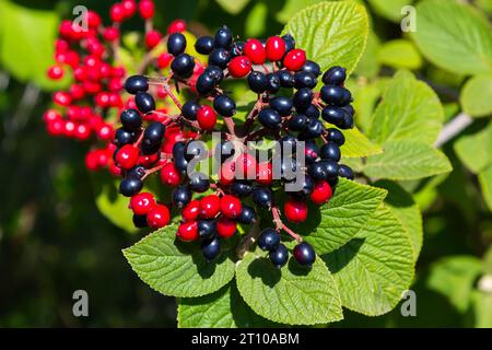 Il frutto Viburnum lantana. È un verde in un primo momento, che diventa rosso, poi infine nero, viandarro o albero di viandaratura è una specie di Viburnum. Foto Stock