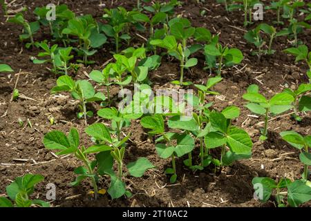 Primo piano di foglie di soia in un campo di piante giovani. Colture giovani di colture agricole. Messa a fuoco selettiva. Foto Stock