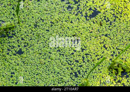 Texture di anatra verde piccola. Piccole foglie verdi galleggiano sulla superficie dello stagno. Foto Stock