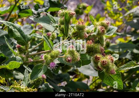 Primo piano di una pianta germogliante di Burdock o Arctium Lappa nel suo habitat naturale sfocato. È ora di estate. Foto Stock