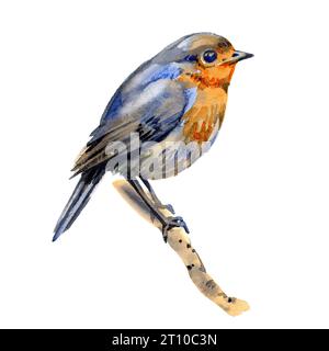 Robin Bird sul ramo dell'albero. Illustrazione realistica ad acquerello. Piccolo giardino aviario disegnato a mano. Bella canzone uccello immagine singola. Piccolo robin Foto Stock