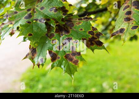Una malattia fungina sulle foglie di acero sotto forma di macchie scure causate dal patogeno Rhytisma Acerinum Foto Stock