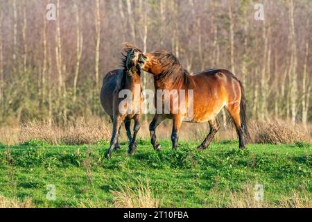 Due pony exmoor bruni combattenti, contro una foresta e lo sfondo di canne. Mordente, aring e colpire. colori autunnali in inverno. Messa a fuoco selettiva Foto Stock