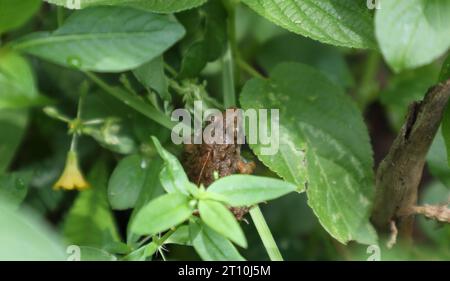 La vista ad alto angolo di una rana da cricket a lunghe zampe (Minervarya Syhadrensis) si nasconde tra le piante selvatiche che crescono sul terreno in un luogo di umidità Foto Stock